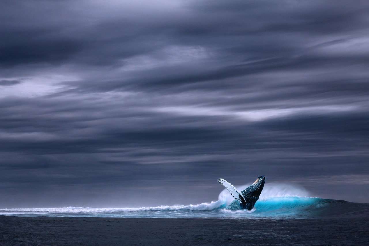 Ballena en paisaje con mar